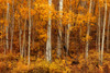 Aspens CO 7872 Poster Print - Jones Photo Mike