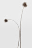 Botany Poster Print - Magda Izzard
