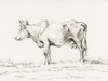 Bernard Cow Sketch I Poster Print - Jean Bernard