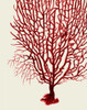 Red Corals 2 b Poster Print - Funky Fab