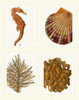 Seahorse coral and shell on 4 Panels Poster Print - Funky Fab