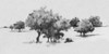Treeline Sketch II Poster Print - Emma Caroline