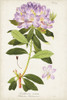 Vintage Rhododendron II Poster Print - Studio Vision
