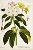 Vintage Rhododendron I Poster Print - Studio Vision
