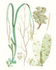 Antique Seaweed Composition IV Poster Print - Studio Vision