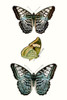 Butterfly Specimen I Poster Print - Studio Vision