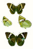 Butterfly Specimen VII Poster Print - Studio Vision