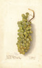 Vitis  Poster Print by Deborah Griscom Passmore