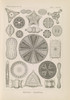 Diatomea. ‚Äì Schachtellinge  Poster Print by Ernst Haeckel