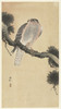 Hawk on pine branch  Poster Print by Ohara Koson