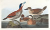 Ruddy duck  Poster Print by John James Audubon