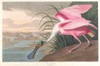Roseate spoonbill  Poster Print by John James Audubon