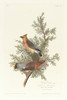 Cedar bird  Poster Print by John James Audubon
