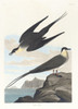 Arctic yager  Poster Print by John James Audubon