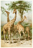 South African Giraffes  Poster Print by Anonymous