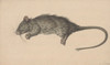 Dode rat  Poster Print by Jean Bernard