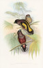 Javan Eurylaime  Poster Print by John Gould