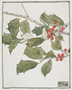 Holly.  Poster Print by Hannah Borger Overbeck