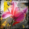 Pink Tulipa Poster Print - Micha Baker
