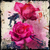 Roses Poster Print - Micha Baker