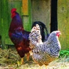 Roosters Poster Print - GST