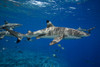 Blacktip reef sharks, Carcharhinus melanopterus, Yap, Micronesia Poster Print by David Fleetham