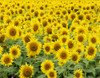 Sunflower 37 Poster Print by Greg Murphy (16 x 20) - Item # PAIGM4024