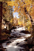 River and Trees Poster Print by Siep Bueneker (24 x 36) - Item # PAISB003