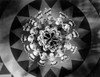 Whoopee! 1930 Photo Print - Item # VAREVCMBDWHOOEC003H