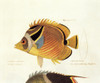 Unknown Color Lithographs With Fishes 1830 19Th Century Litography Italy Private Collection Everett CollectionMondadori Portfolio Poster Print - Item # VAREVCMOND034VJ306H