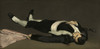 http://c328301.r1.cf1.rackcdn.com/EVCHISL042EC802H.jpg