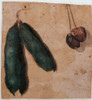 Botanical Drawings: Two Pea Pods And Two Cherries Poster Print - Item # VAREVCMOND074VJ711H