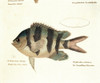 Unknown Color Lithographs With Fishes 1830 19Th Century Litography Italy Private Collection Everett CollectionMondadori Portfolio Poster Print - Item # VAREVCMOND034VJ305H