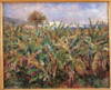 Field Of Banana Trees Poster Print - Item # VAREVCMOND025VJ549H