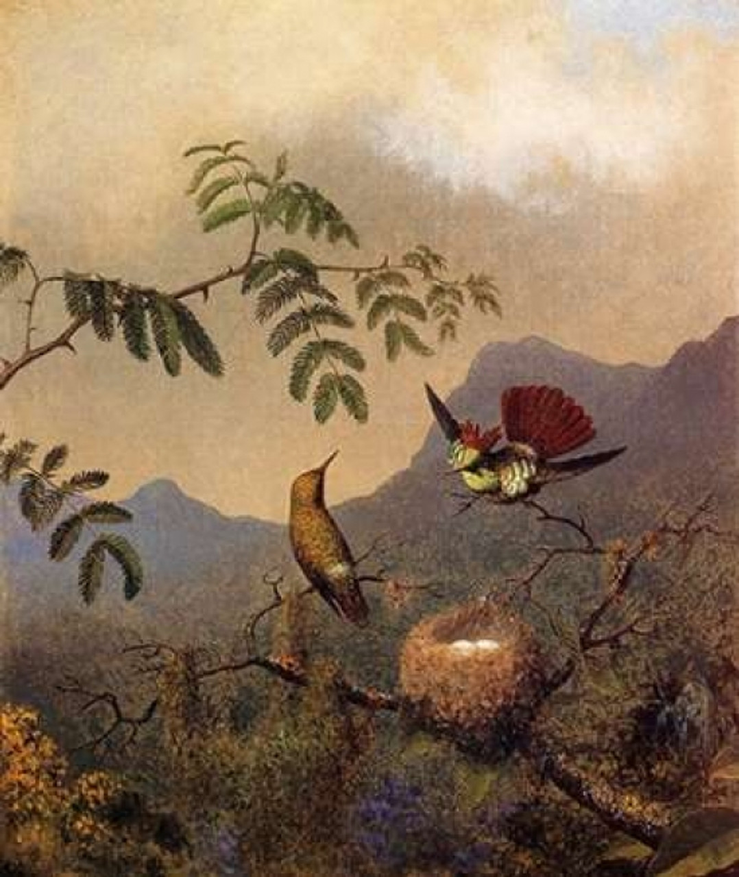 Tufted Coquette Poster Print by Martin Johnson Heade - Item