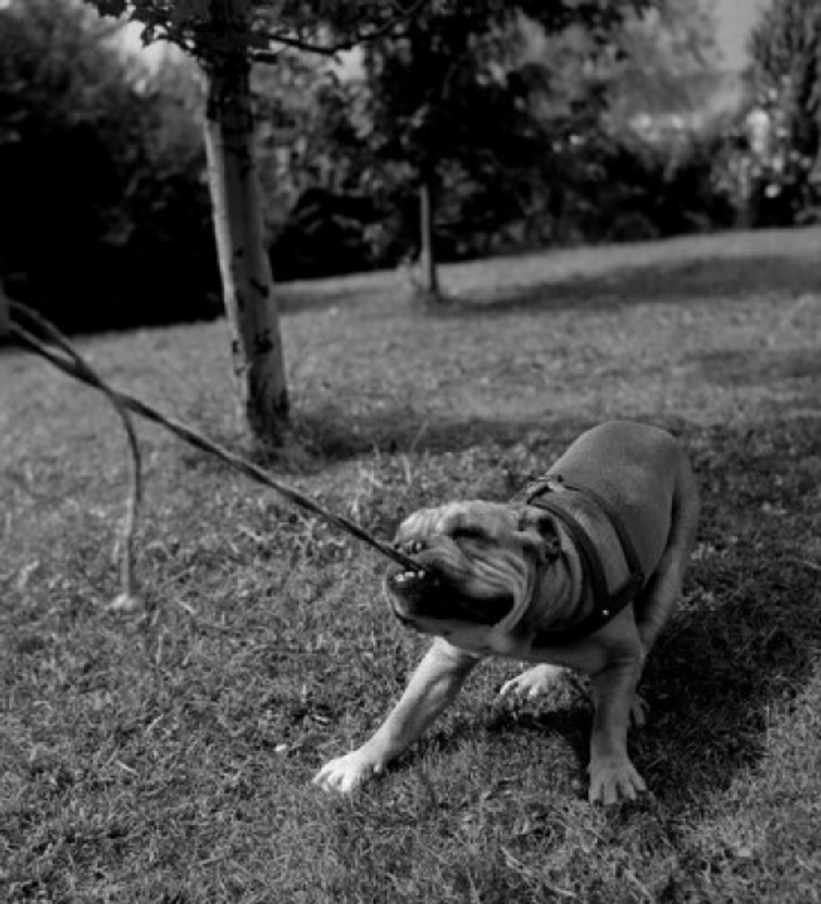 Dog pulling leash Poster Print - Item # VARSAL255416898 - Posterazzi dog-pulling-leash-poster-print-item-varsal255416898-posterazzi