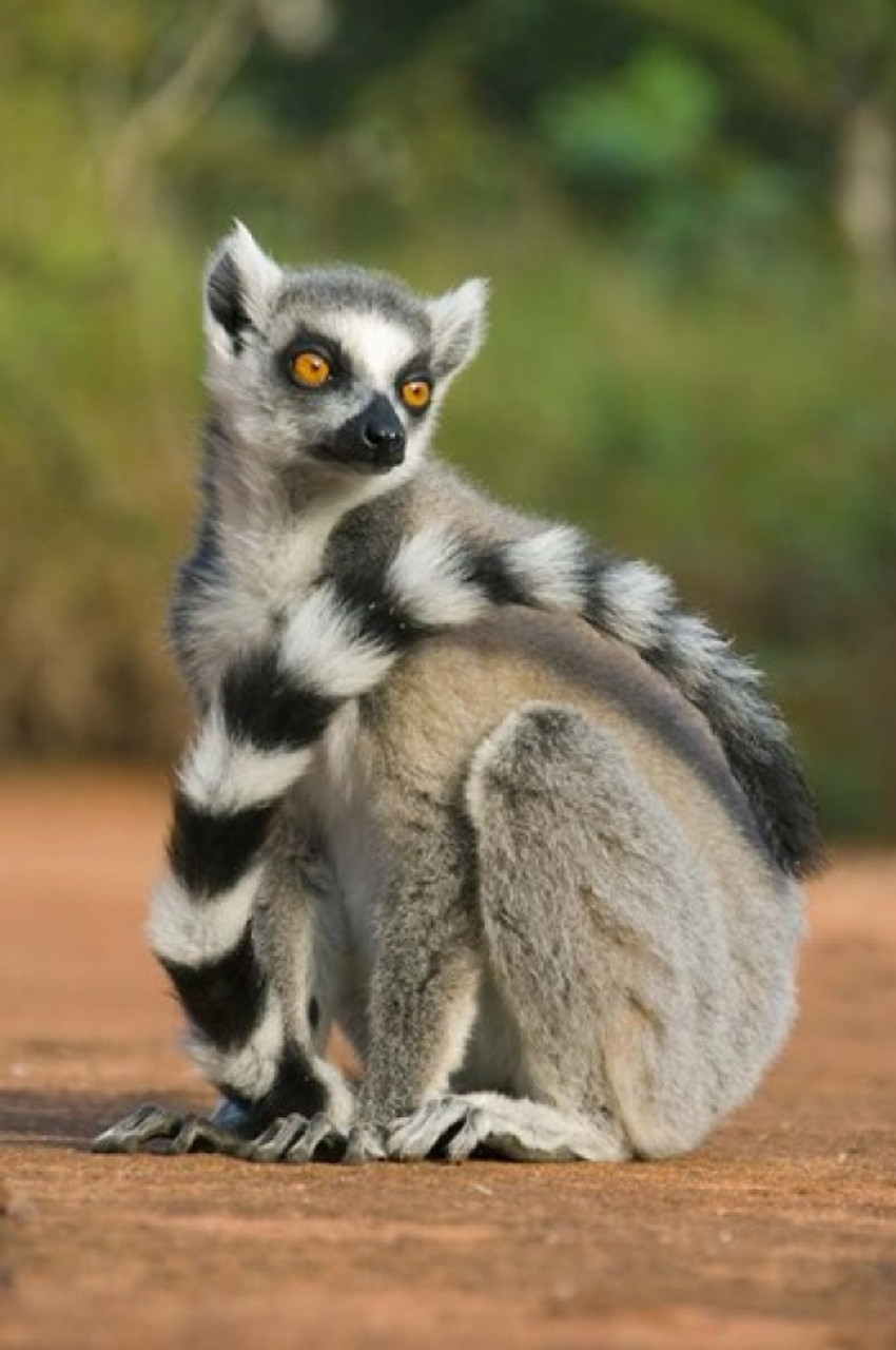 Can Firebreaks Help Save Madagascar's Lemurs?