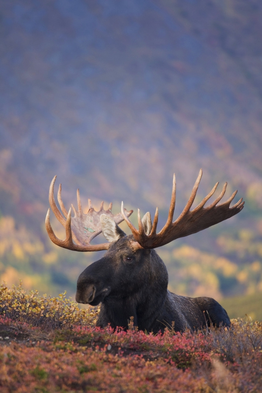 Moose With Big Horns Is Swimming In A Lake Background, Picture Of A Bull  Moose, Moose, Mammal Background Image And Wallpaper for Free Download