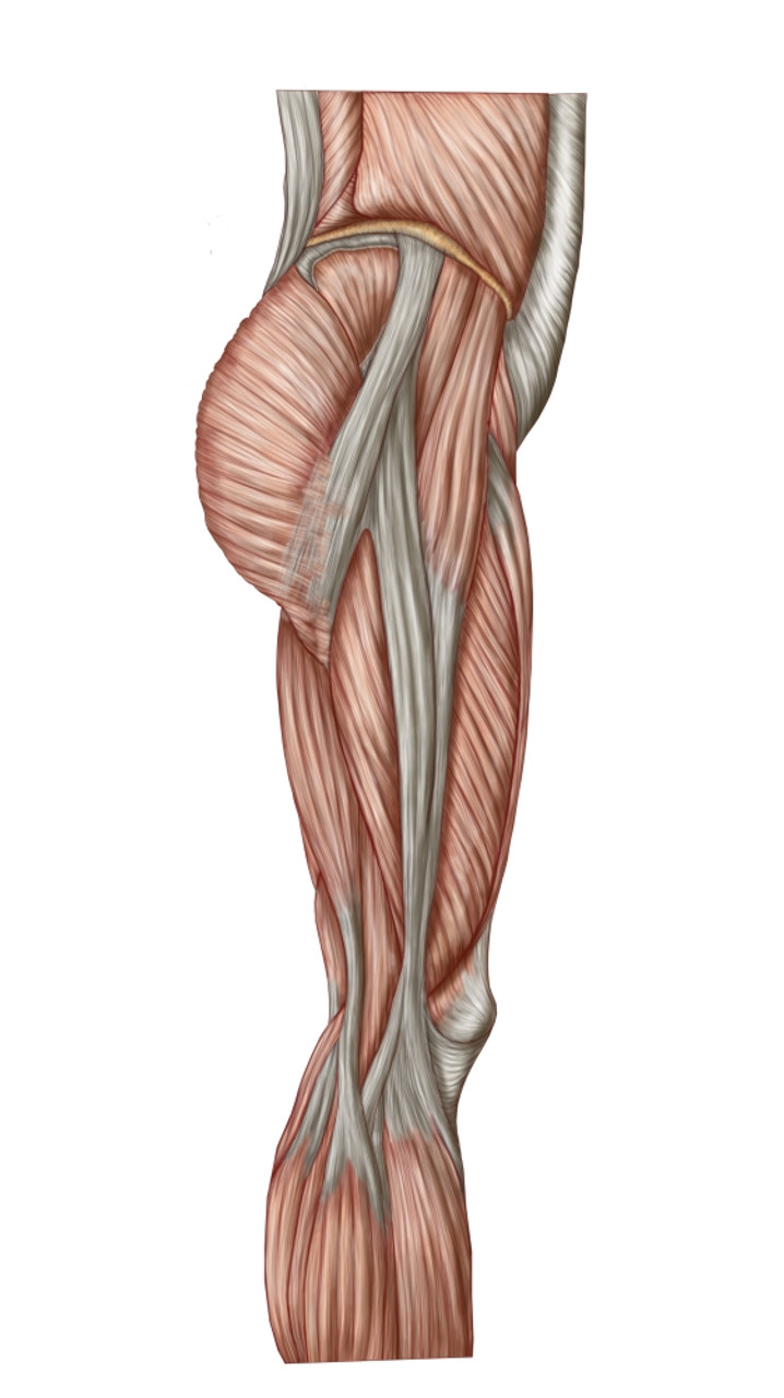 leg muscle diagram anterior