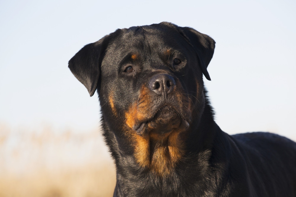 rottweiler items