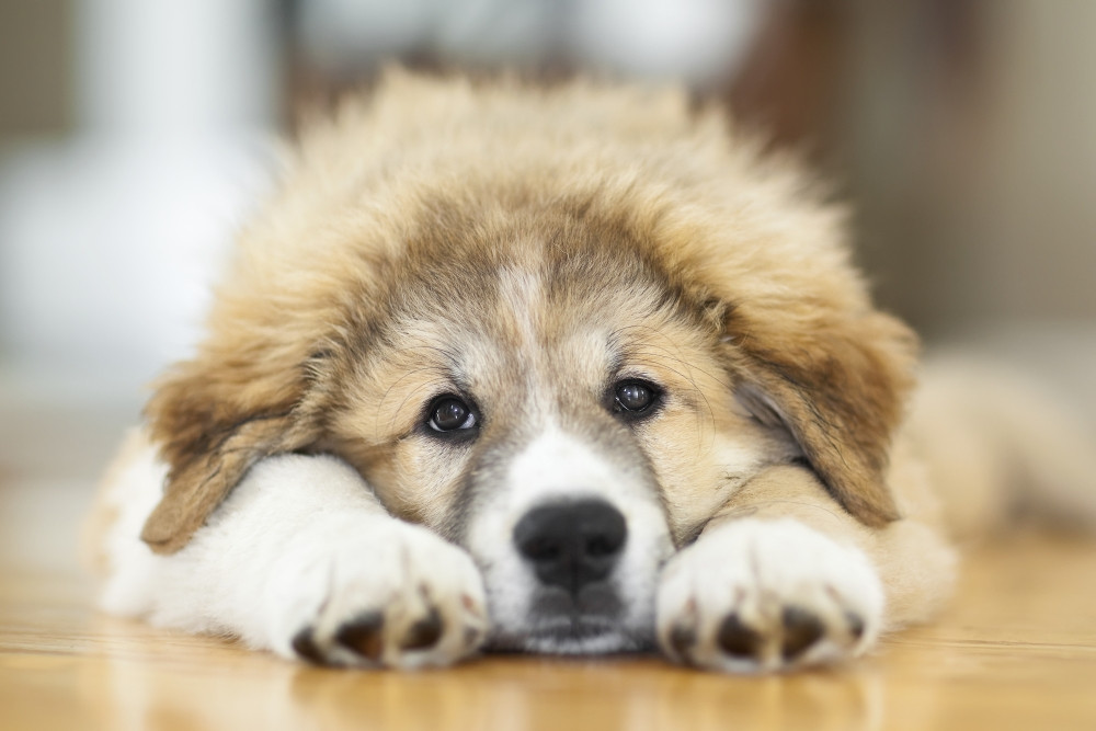 great pyrenees items