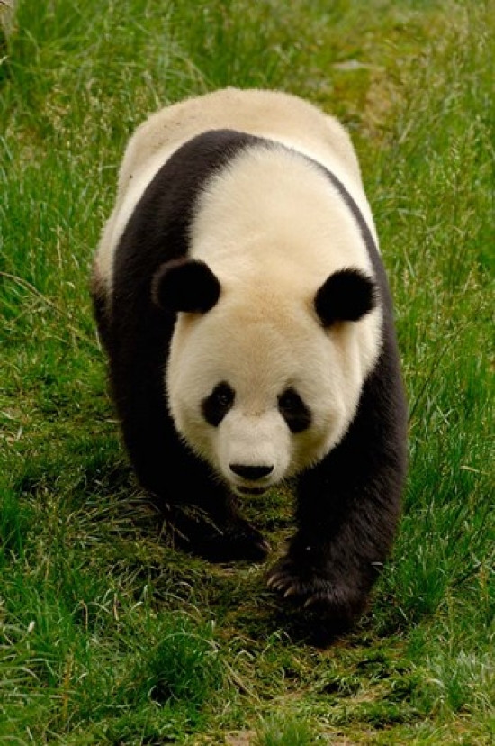 Giant Panda Walking Poster Print by Pete Oxford - Item