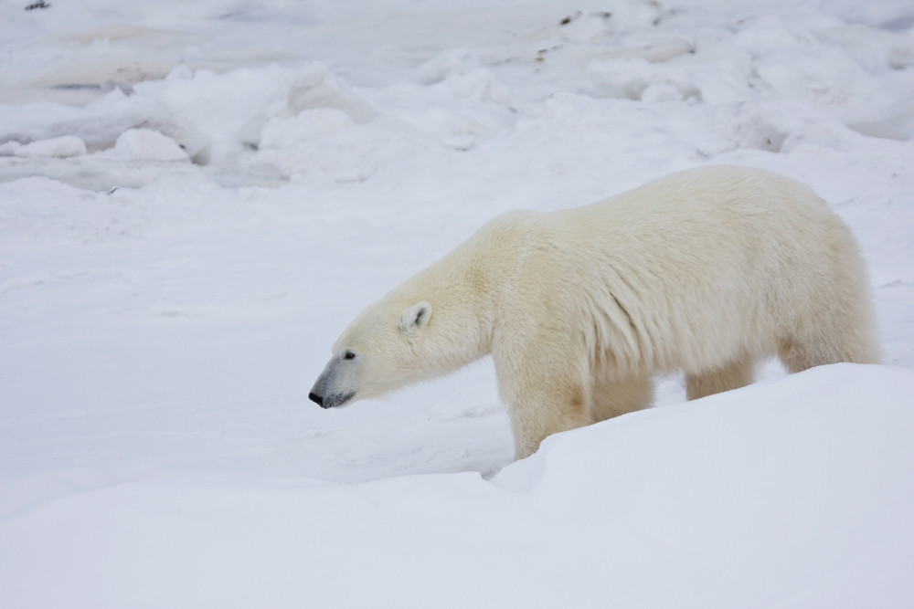 Polar Bear walking in snow, Churchill Wildlife Management Area, Churchill,  Manitoba, Canada Poster Print - Item # VARPPI169096