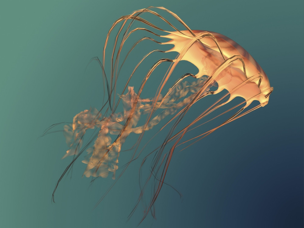 A Chrysaora sea nettle jellyfish illustration. The jellyfish is a