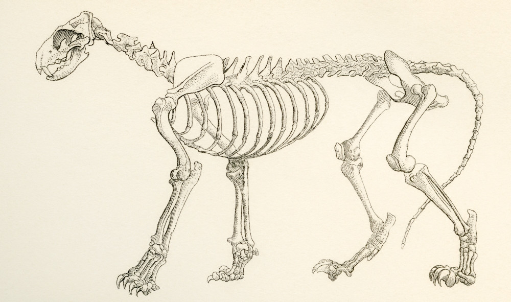 Skeleton of a lion, Panthera leo. From The National Encyclopaedia ...