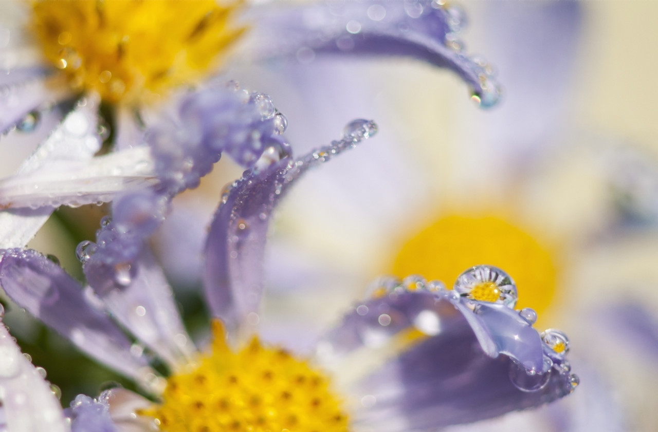 Dew drops balance on Aster blossoms; Astoria, Oregon, United States of  America PosterPrint - Item # VARDPI2380937 - Posterazzi