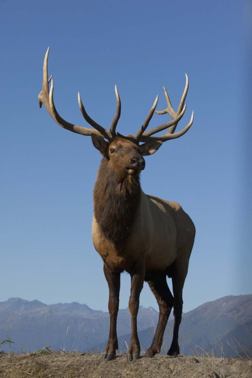 bull elk bugling