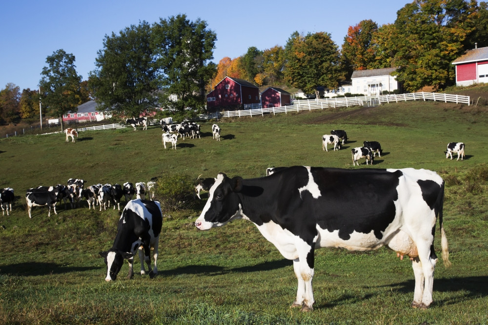 Holstein dairy cows in autumn pasture; Salem, New York, United States of  America PosterPrint - Item # VARDPI12257350 - Posterazzi