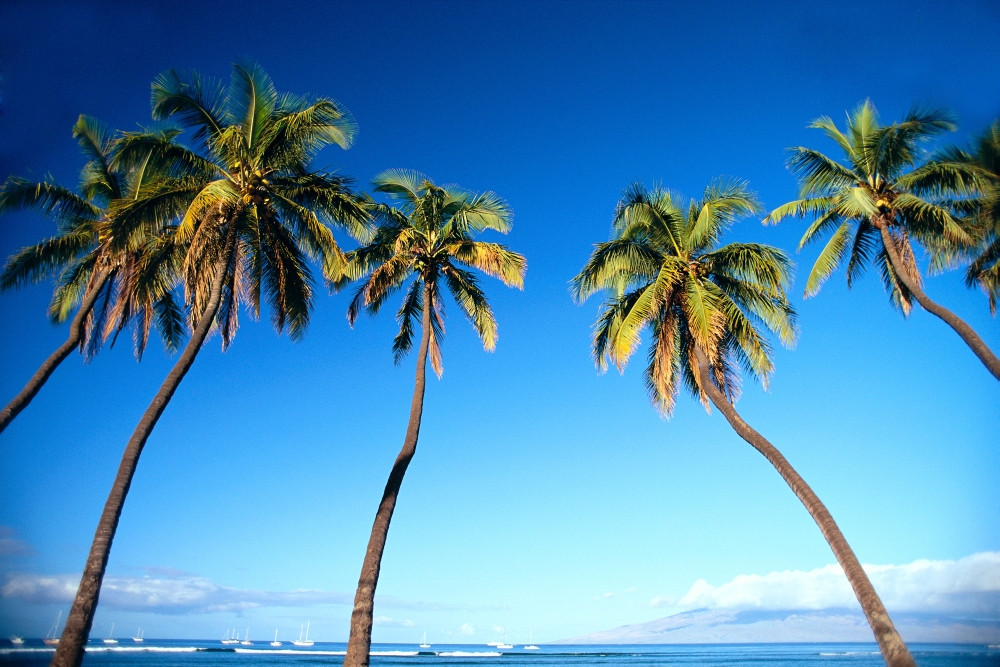 coconut tree images hd