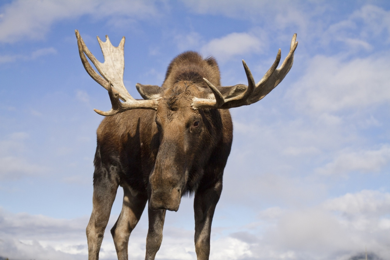 Bull Moose at Sunset, Eagle River Nature Center, Alaska, 24x36